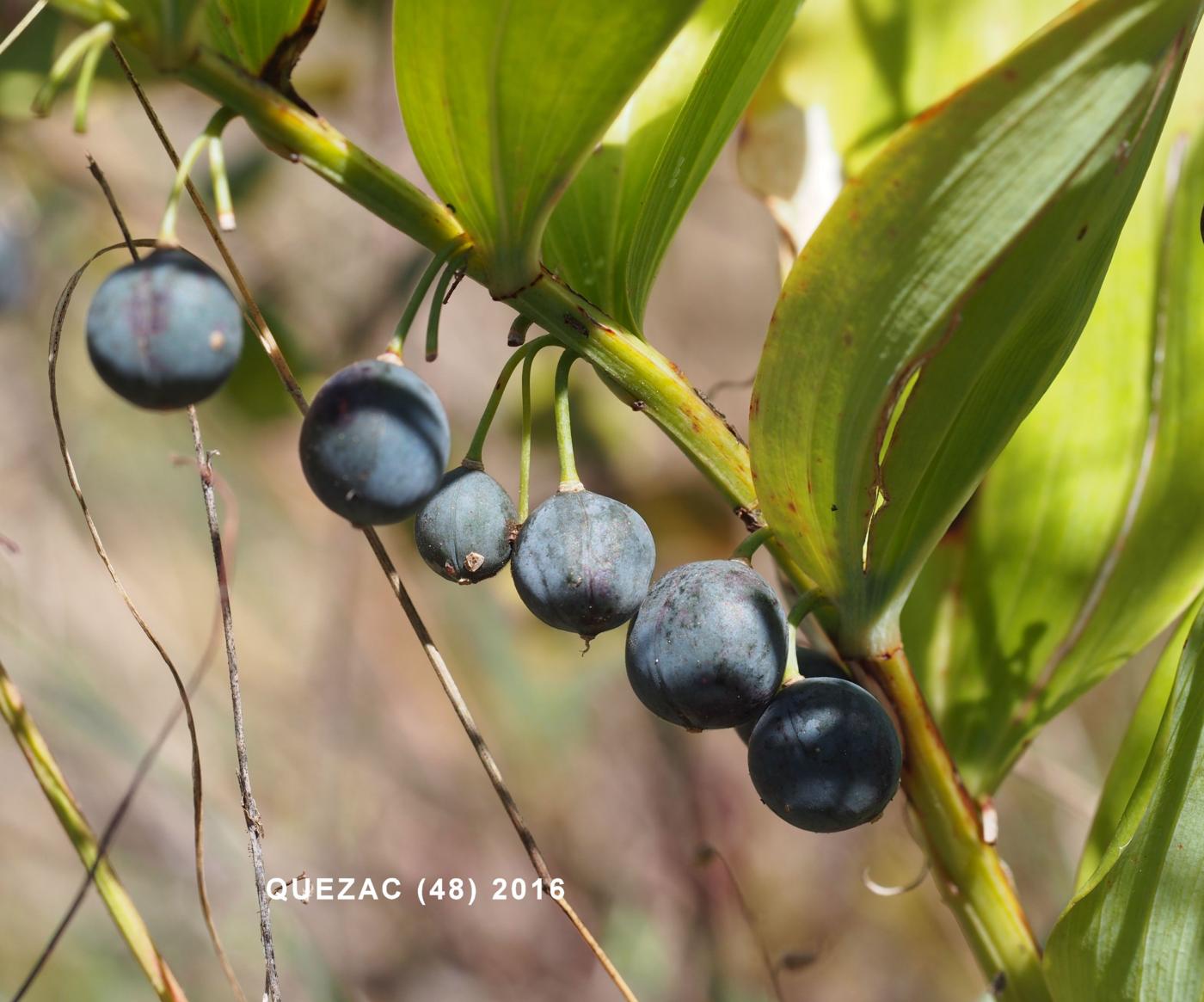 Solomon's-seal, Sweet-scented fruit